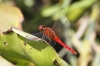 J01_1633 Rhodothemis rufa